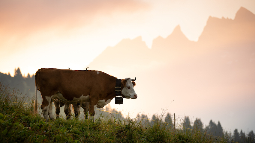 Le bétail adore regarder les dernières lueurs du jour sur nos montagnes.