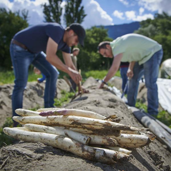 Asperges Valaisannes