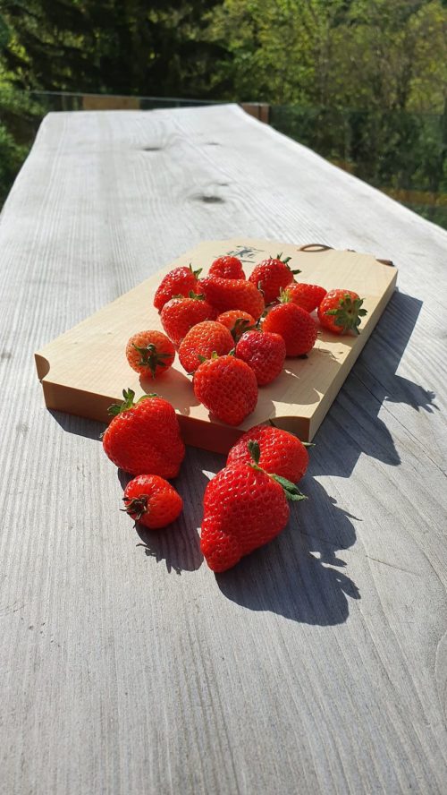 Fraises du valais centrale