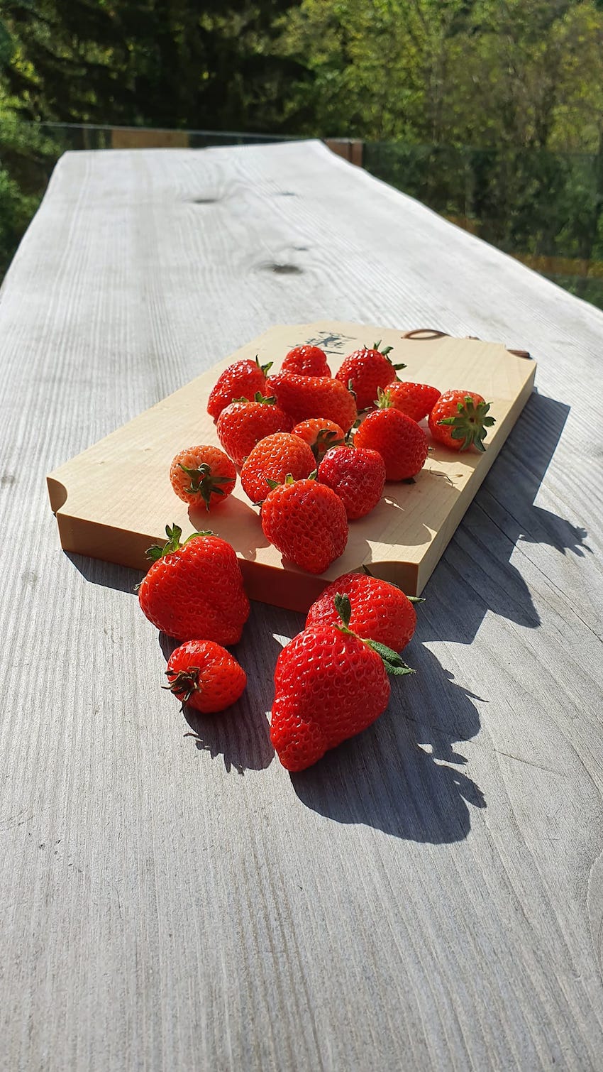 Fraises de la vallée du Rhône