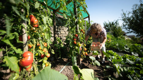 Fruit emblématique de l'été dans nos régions