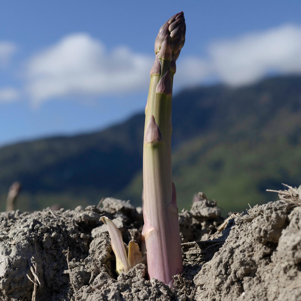 Lattion-Ruppen: trois générations au service du terroir valaisan