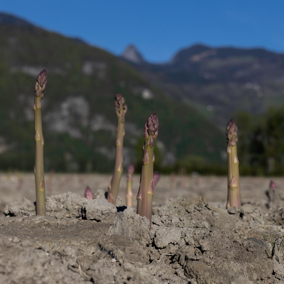 Lattion-Ruppen: trois générations au service du terroir valaisan
