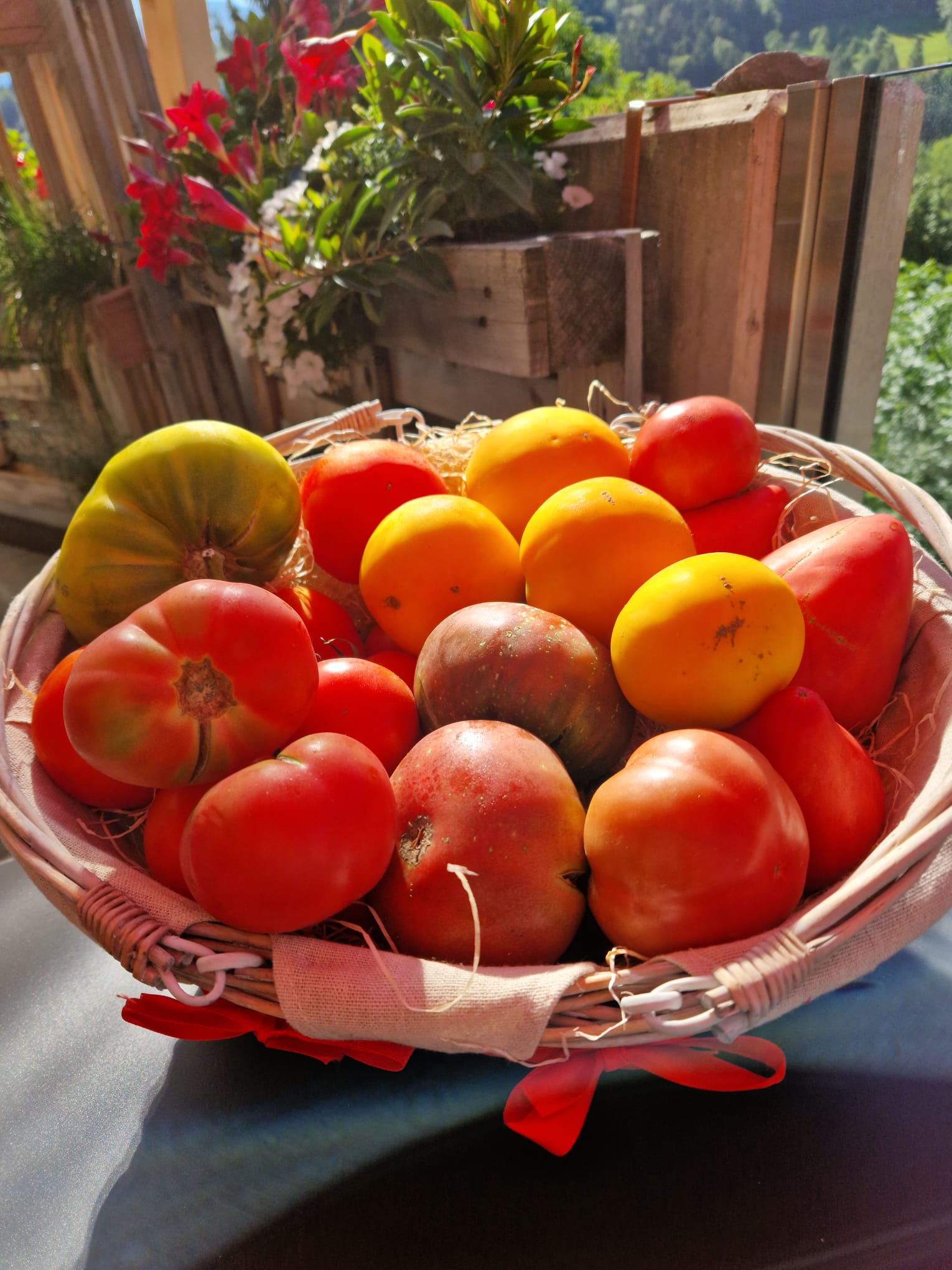 Tomates du Valais central