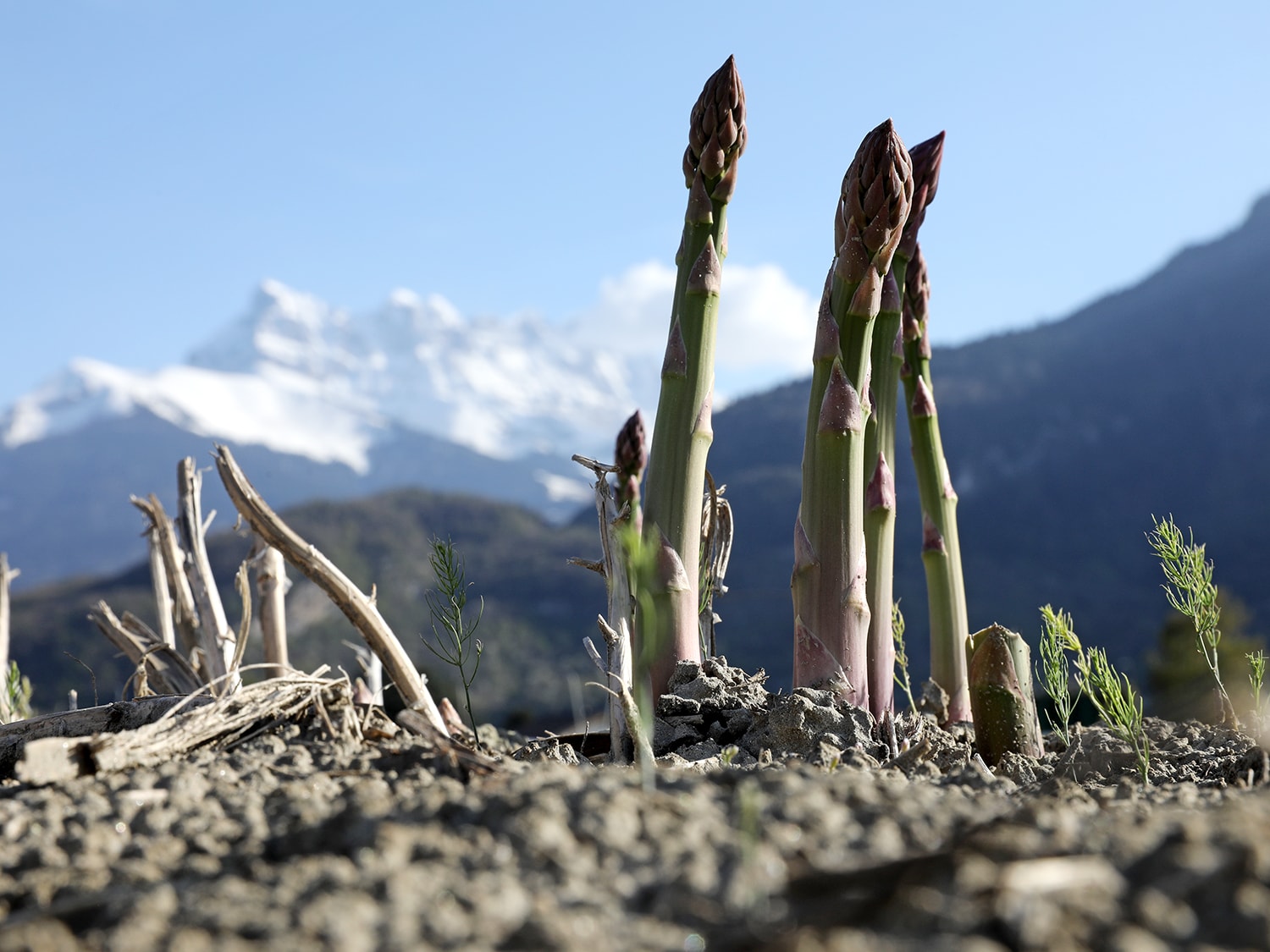 Les Asperges du Valais